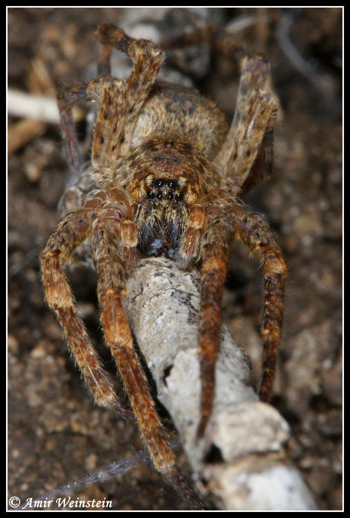 Araneae d''Israele